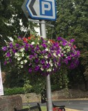 BGG Hanging Baskets.jpg